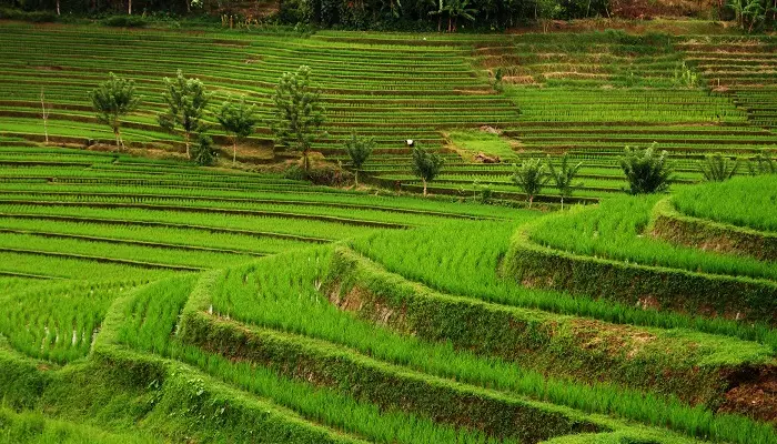 تور بالی نمایی از شالیزارهای برنج در بالی